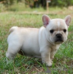 Photo №3. Achetez Franse Bulldog-puppy's. Belgique