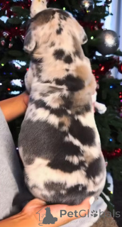 Photo №3. Rencontrez Thor, notre gentil géant en formation. Loyal, courageux et né pour. La finlande