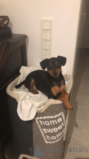 Photo №3. Chiot de pinscher miniature. Luxembourg