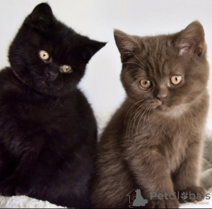 Photo №2 de l'annonce № 108935 de la vente british shorthair - acheter à Allemagne annonce privée