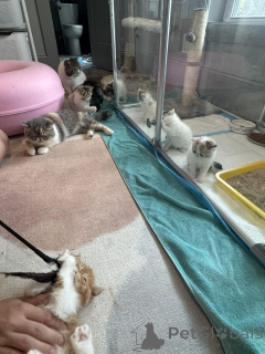 Photo №2 de l'annonce № 161088 de la vente exotic shorthair - acheter à La finlande annonce privée, éleveur