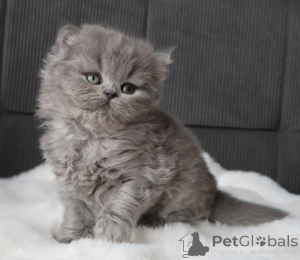 Photo №1. british shorthair - à vendre en ville de Helsinki | Gratuit | Annonce № 164833
