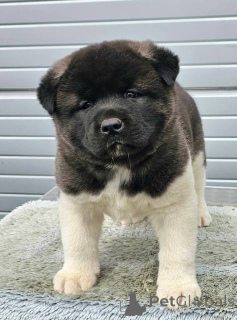 Photo №3. Chiots American Staffordshire Terrier. Serbie