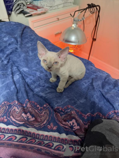 Photo №1. devon rex - à vendre en ville de Bleialf | 350€ | Annonce № 177966