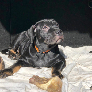 Photo №2 de l'annonce № 1978 de la vente ca de bou - acheter à Fédération de Russie de la fourrière