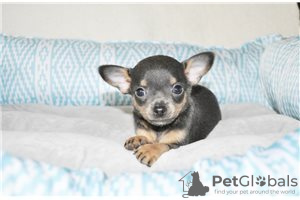 Photo №3. Adorables chiots Chihuahua en adoption gratuite. Allemagne