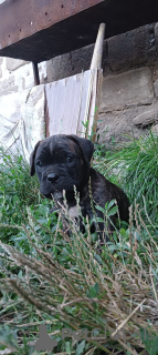 Photo №4. Je vais vendre cane corso en ville de Tiraspol. éleveur - prix - 331€