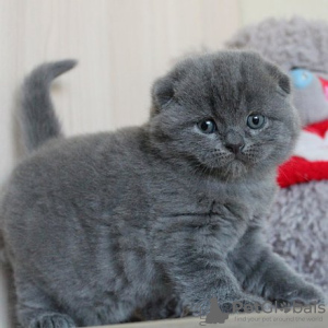 Photo №1. scottish fold - à vendre en ville de Helsinki | 200€ | Annonce № 122841