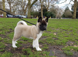 Photo №1. akita (chien) - à vendre en ville de Chimay | 850€ | Annonce №172624