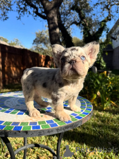 Photo №2 de l'annonce № 175585 de la vente bouledogue - acheter à Grèce éleveur