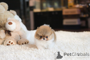 Photo №4. Je vais vendre spitz nain en ville de Tennessee City. éleveur - prix - négocié