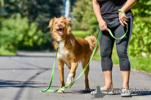 Photo №3. Le magnifique chien Rom cherche une famille.. Fédération de Russie