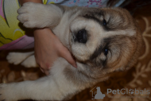 Photos supplémentaires: Beaux chiots de berger d'Asie centrale d'une excellente paire!