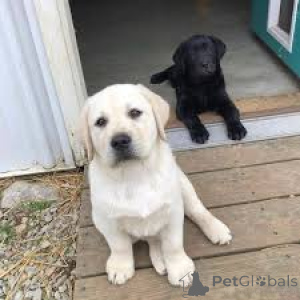 Photo №1. labrador retriever - à vendre en ville de Madrid | 850€ | Annonce №165984