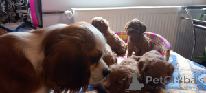 Photos supplémentaires: Cavapoo pappy génération f1