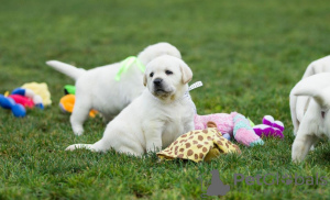 Photo №2 de l'annonce № 63314 de la vente labrador retriever - acheter à Pologne annonce privée