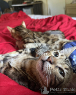 Photo №2 de l'annonce № 132682 de la vente bengal - acheter à Irlande annonce privée