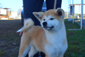 Photo №1. akita (chien) - à vendre en ville de Voronezh | Négocié | Annonce №3760