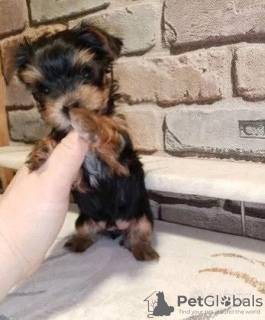 Photo №4. Je vais vendre yorkshire terrier en ville de Düsseldorf. annonce privée - prix - 329€