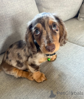 Photo №2 de l'annonce № 164022 de la vente teckel - acheter à La finlande annonce privée, de l'abri