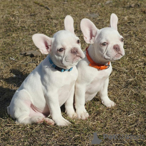 Photos supplémentaires: Vente de chiots bouledogue français.