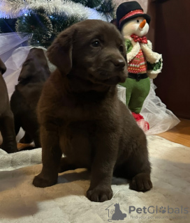 Photos supplémentaires: Chiots Labrador Retriever chocolat et noir