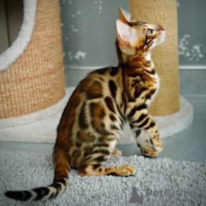 Photo №3. Chaton mâle Bengal de race Mayson (U). Italie