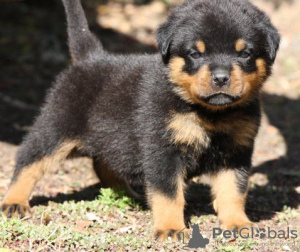 Photo №1. rottweiler - à vendre en ville de Vienna | 250€ | Annonce №117979