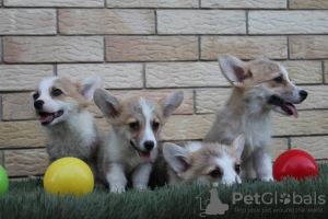 Photo №2 de l'annonce № 116916 de la vente welsh corgi - acheter à Serbie 