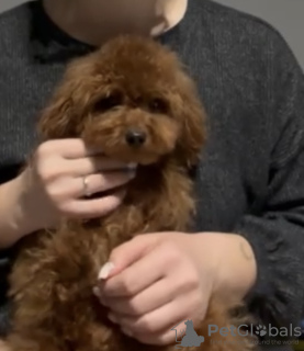 Photo №2 de l'annonce № 132242 de la vente caniche (jouet) - acheter à Slovaquie annonce privée