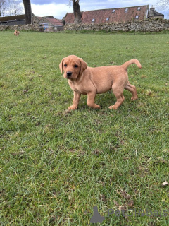 Photo №3. Nous avons des chiots labrador à la recherche d'une nouvelle maison 5 étoiles et. La Grande-Bretagne
