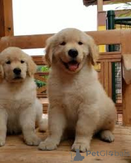 Photo №2 de l'annonce № 165587 de la vente golden retriever - acheter à Pays Bas annonce privée, éleveur