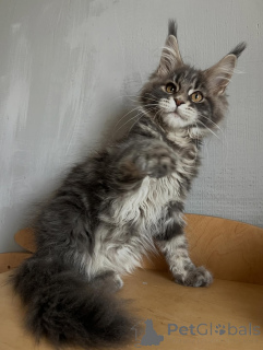 Photo №2 de l'annonce № 169844 de la vente maine coon - acheter à Allemagne éleveur