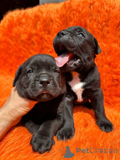 Photo №3. Cane Corso se prépare à être élevé jusqu'à l'adoption et au placement. Danemark
