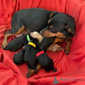 Photo №3. Chiots de pinscher miniatures. Allemagne
