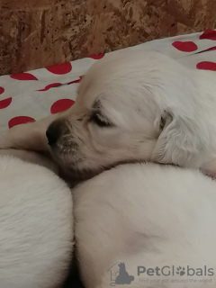 Photos supplémentaires: chiots golden retriever