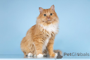 Photo №2 de l'annonce № 161752 de la vente  - acheter à Fédération de Russie de l'abri