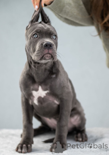 Photo №2 de l'annonce № 163289 de la vente cane corso - acheter à Ukraine de la fourrière, éleveur