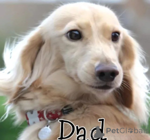 Photo №4. Je vais vendre  en ville de Alabama.  - prix - 339€