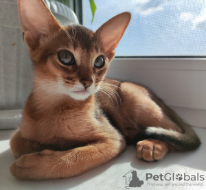 Photo №3. Fille abyssine. Fédération de Russie