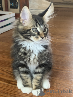 Photo №4. Je vais vendre maine coon en ville de Marseille. annonce privée, éleveur - prix - 500€
