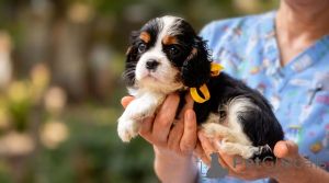 Photo №3. Chiots Cavalier King Charles Spaniel de première classe. Serbie