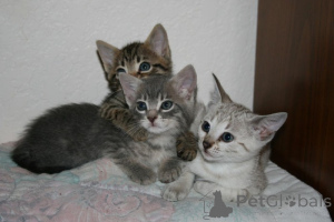 Photo №1. toyger - à vendre en ville de Cologne | 750€ | Annonce № 160454