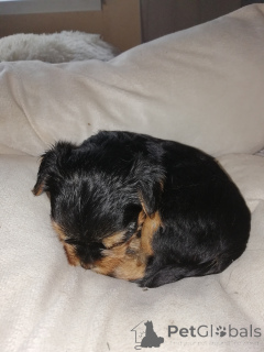 Photo №3. Chiots Yorkshire Terrier de race pure.. Estonie