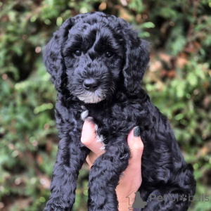 Photo №3. D'adorables chiots Doodle cherchez un foyer aimant !. France