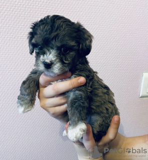 Photos supplémentaires: beaux chiots maltipu à la recherche d'un nouveau foyer