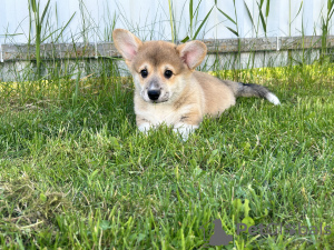 Photos supplémentaires: Chiots Welsh Corgi Pembroke