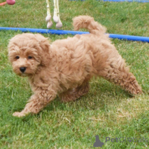 Photo №2 de l'annonce № 172794 de la vente golden retriever - acheter à Allemagne annonce privée