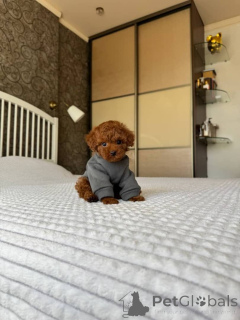 Photo №3. Chiots caniches mignons à vendre.>Business WhatsApp 4915781334108. Lituanie