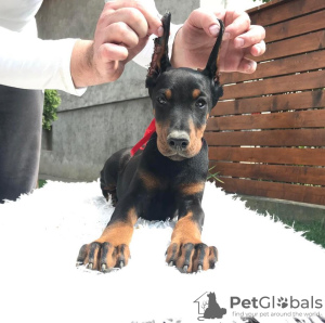 Photo №2 de l'annonce № 87971 de la vente dobermann - acheter à Serbie éleveur